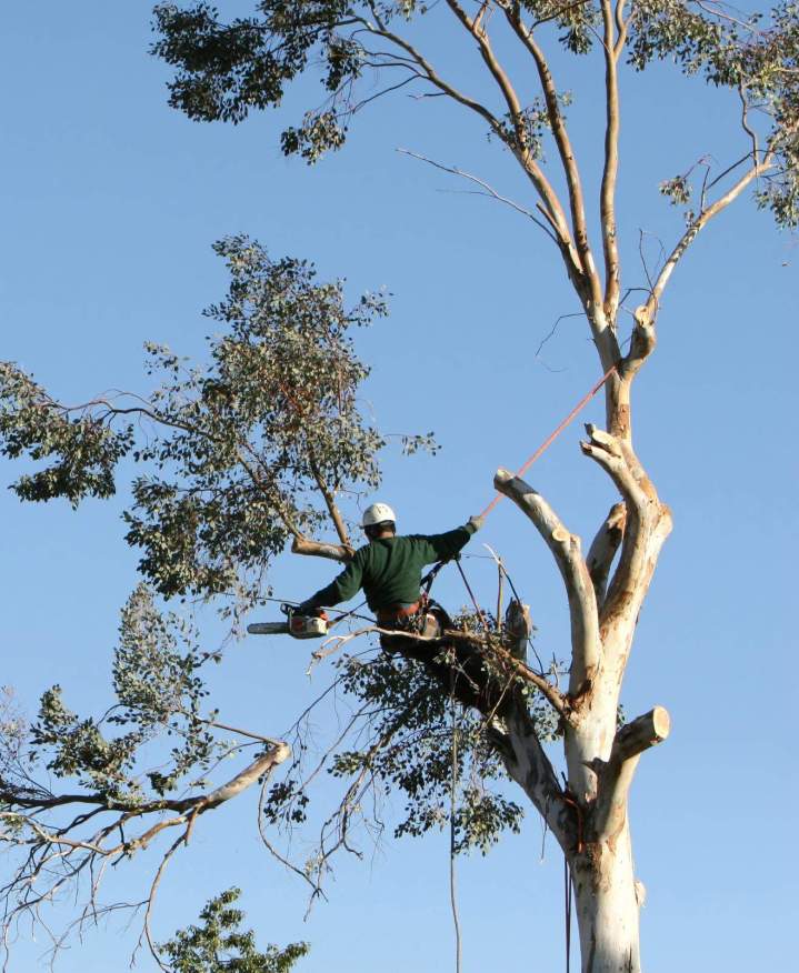 Élagage Saint-Pierre-la-Garenne