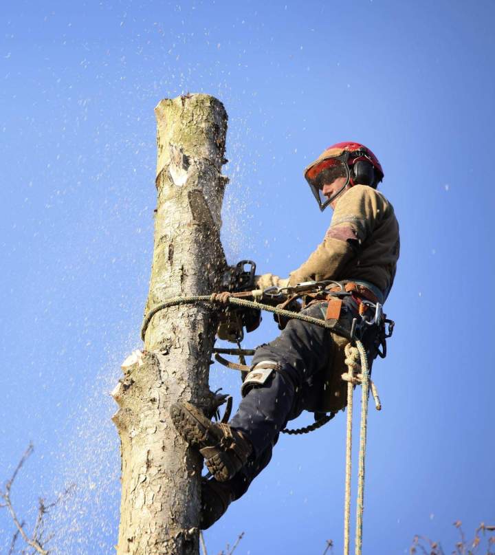 Travaux d'élagage Saint-Pierre-la-Garenne